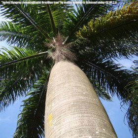 Queen's palm, Plumeux coconut palm, Romanzoffiana syagrus